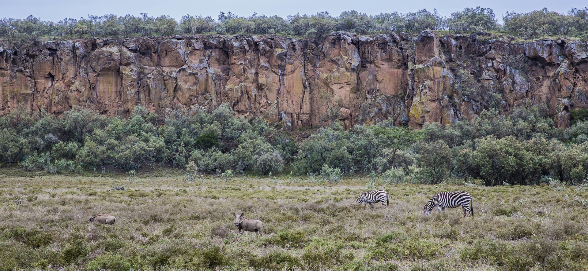 Basalt flow in East African Rift Valley, Kenya, with zebras and wild boars for scale in foreground.